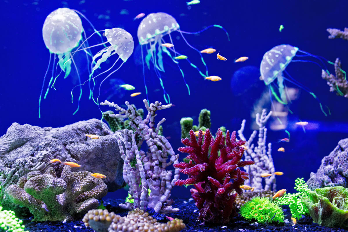 Four large white jelly fish float in an aquarium among small fish and a selection of coloured corals 