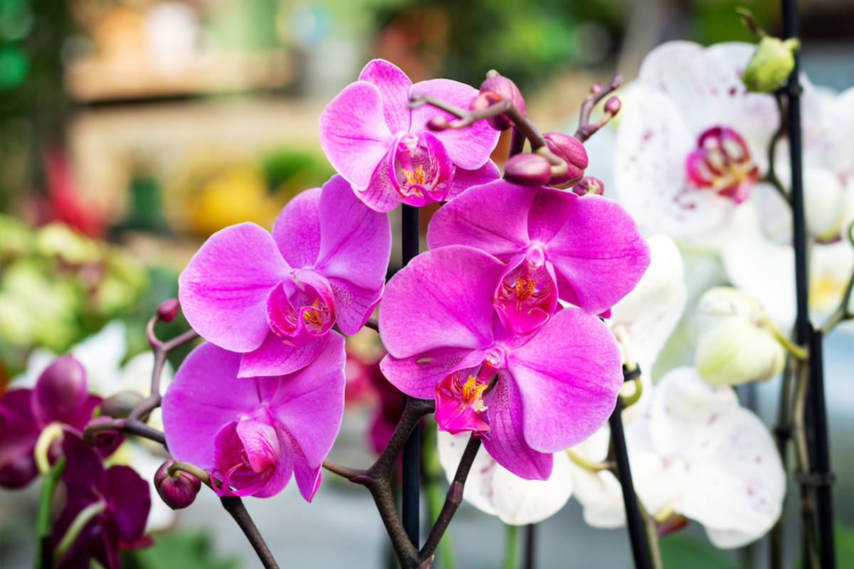 colorful-orchids