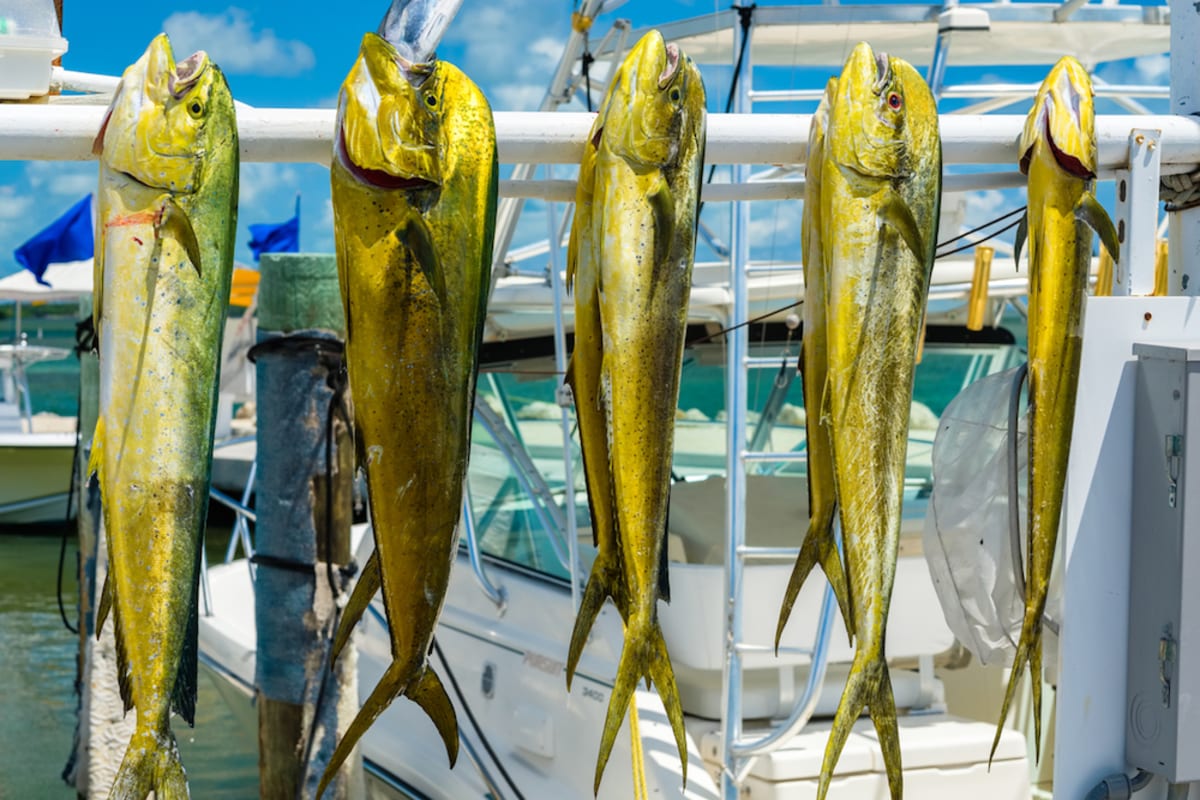 dolphin-fish-hanging-up