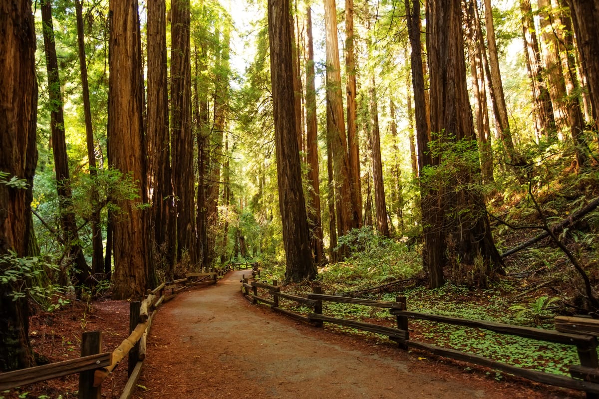 MuirWoods