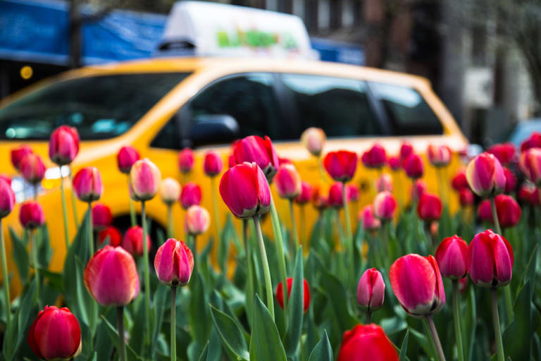 tulips-and-yellow-cab-nyc