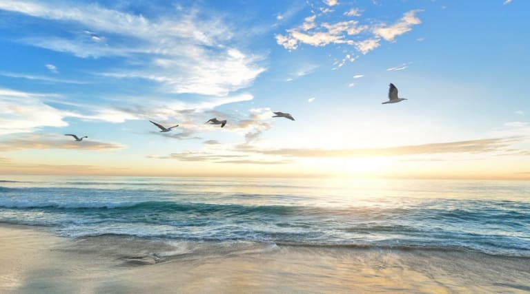 beach view with birds flying