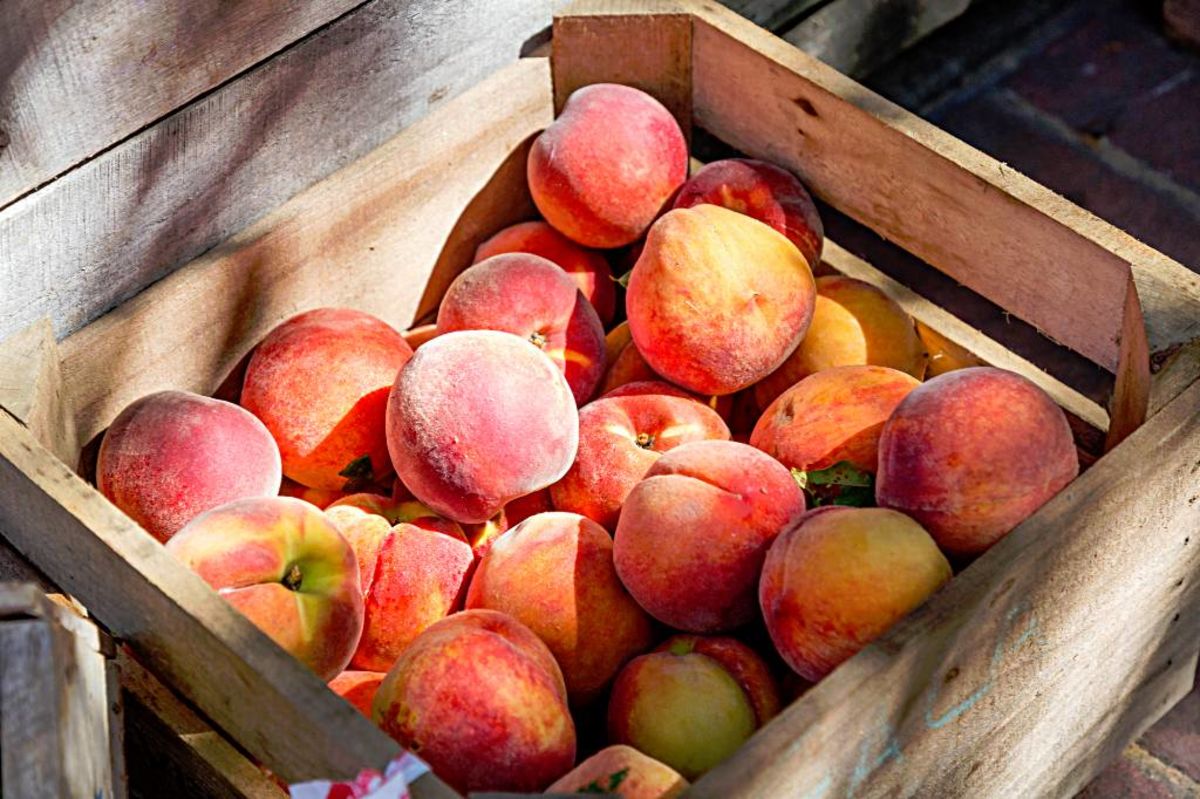 Farmers Markets in NYC