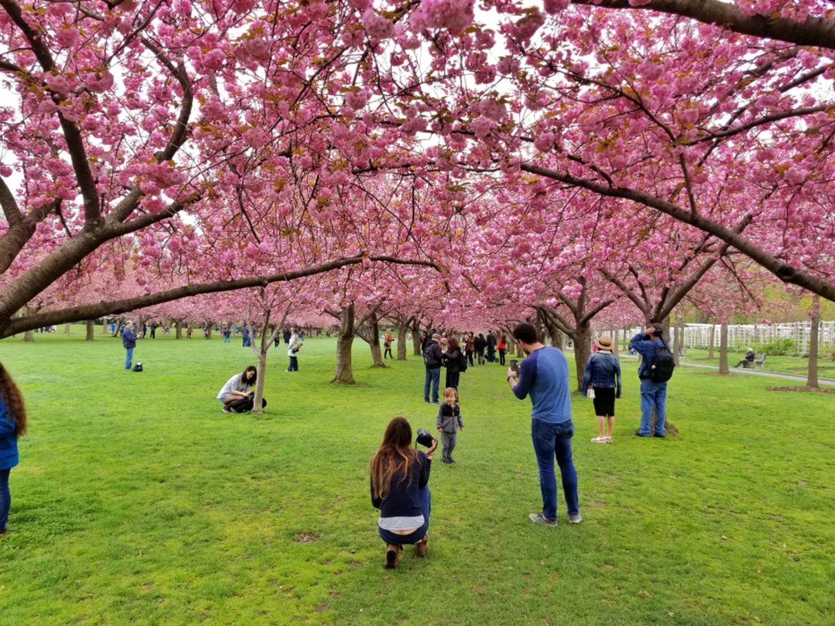 cherry-tree-nyc-brooklyn