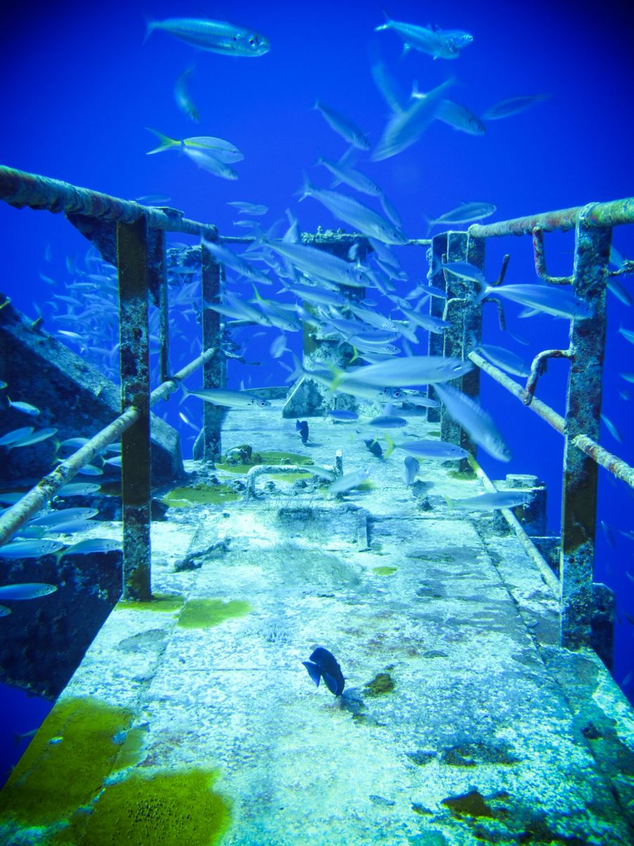 vandenberg-dive-key-west-fish