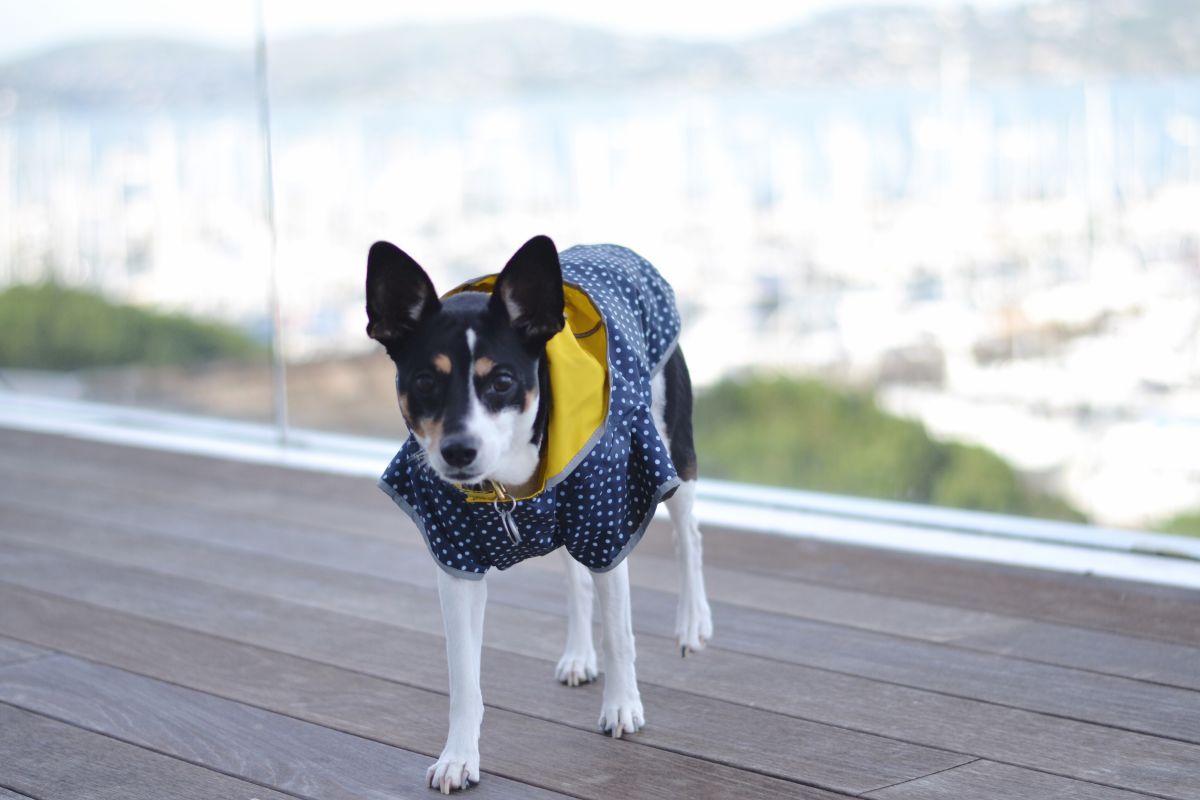 Dog with coat