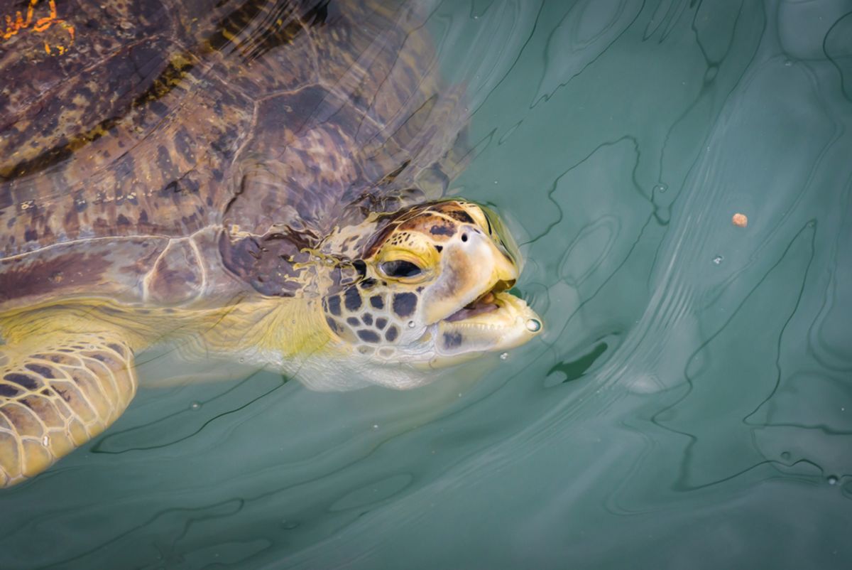 sea-turtle-sweetie