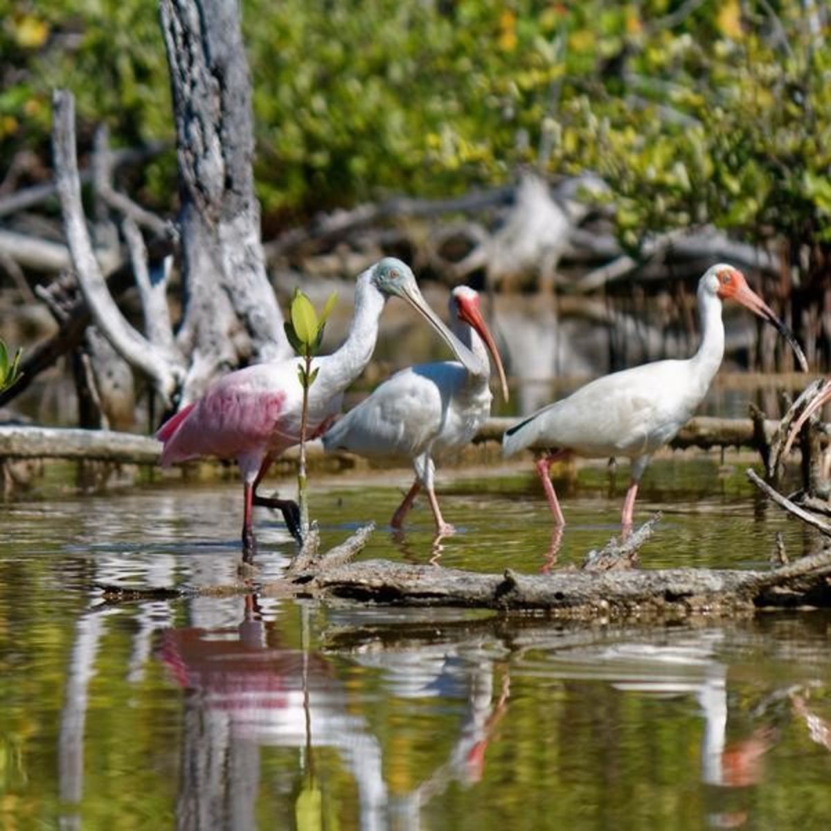 Guided Kayak & Paddleboard Backcountry Tour