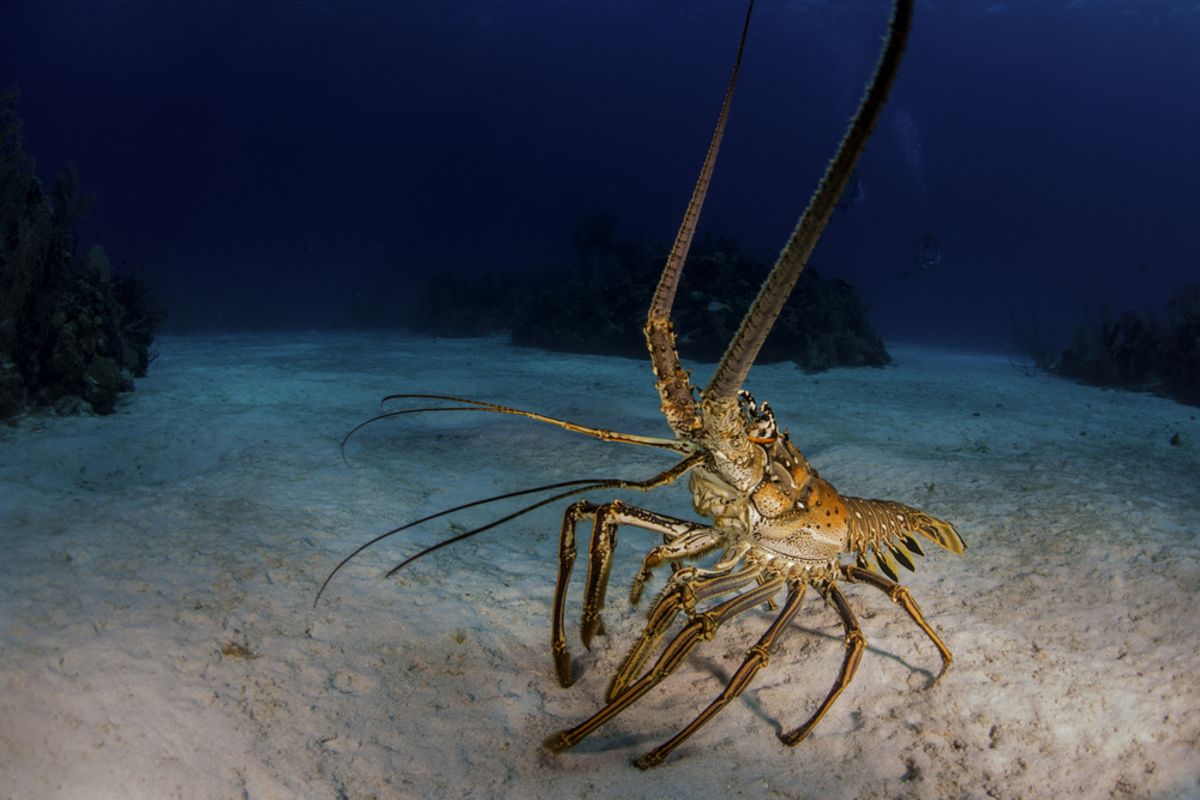 Lobster Season is Here!