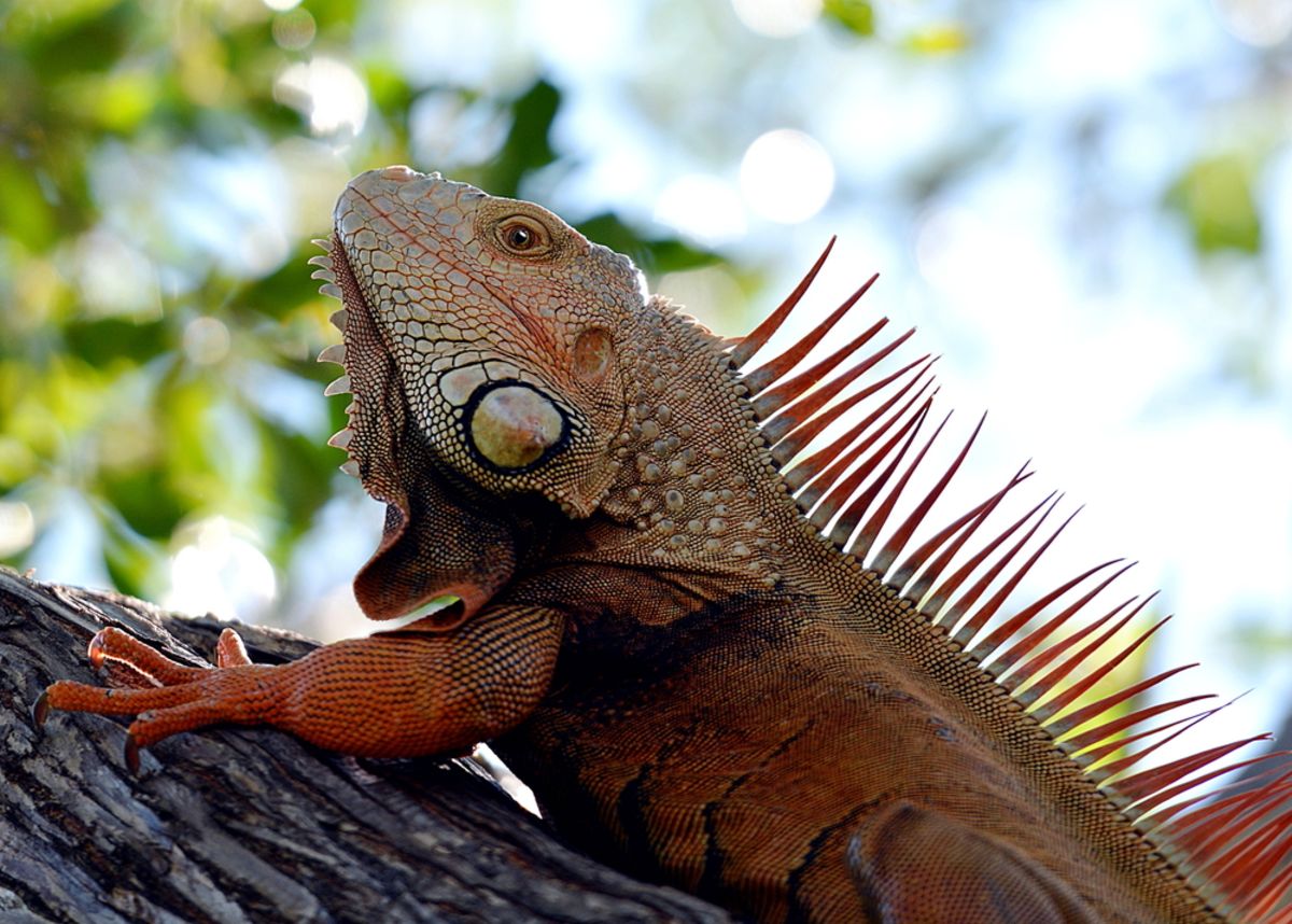 key-west-iguana