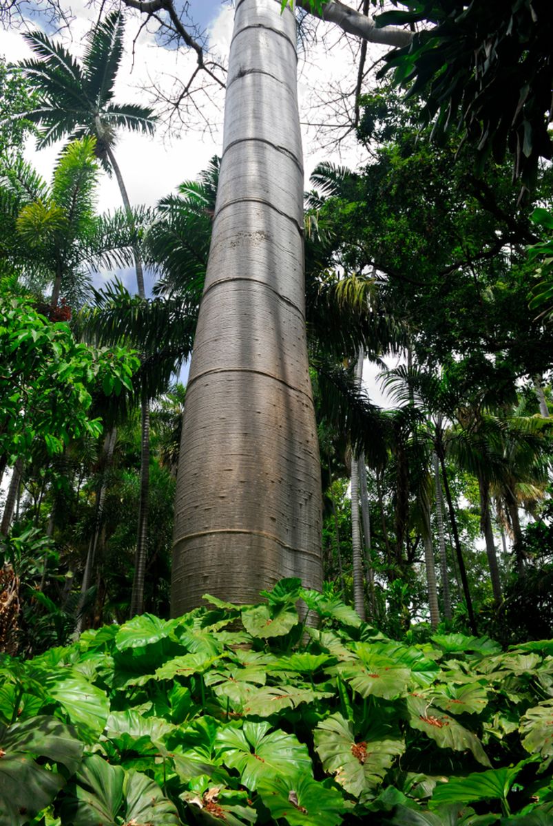 An Oasis In The Middle Of Honolulu Foster Botanical Garden