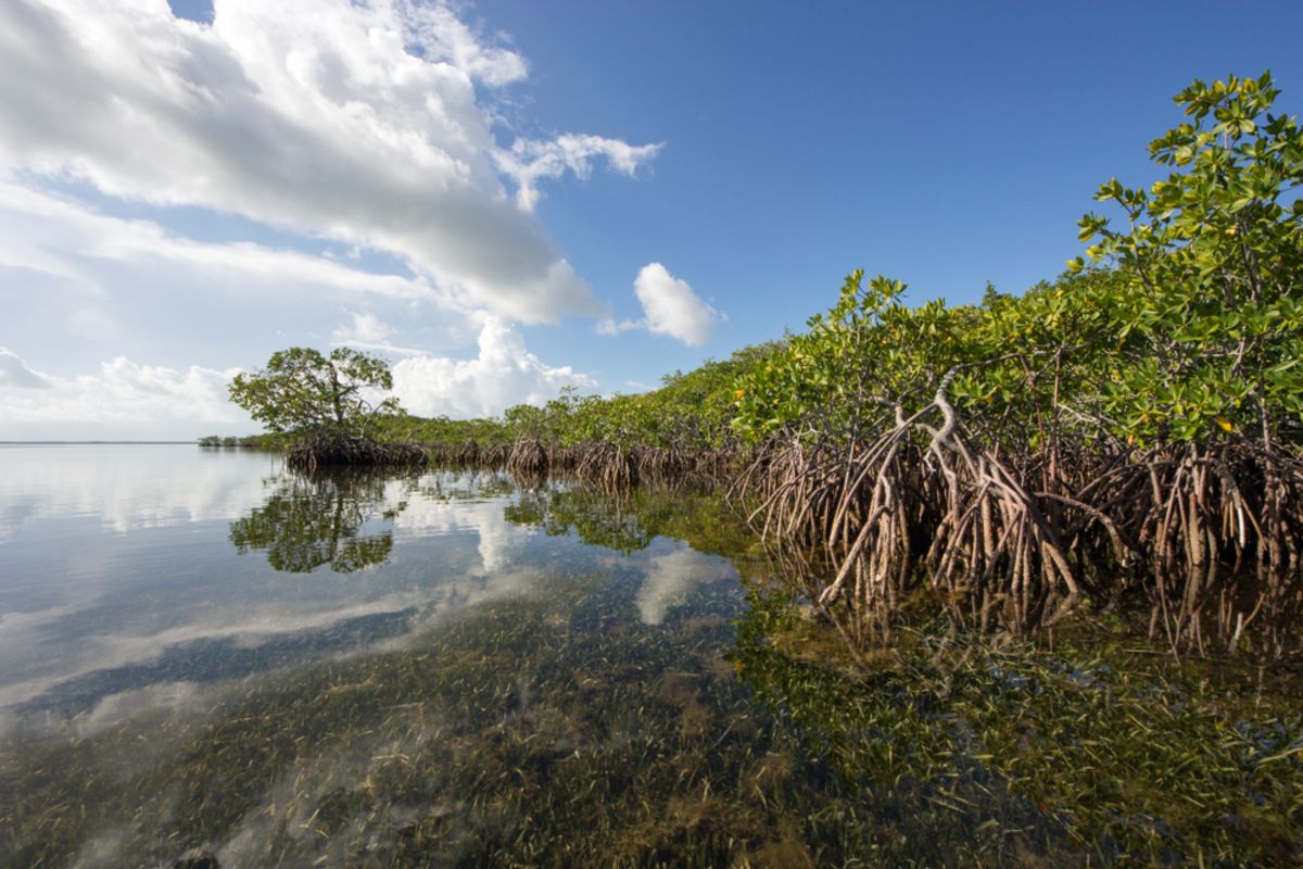 mangroves-florida-keys