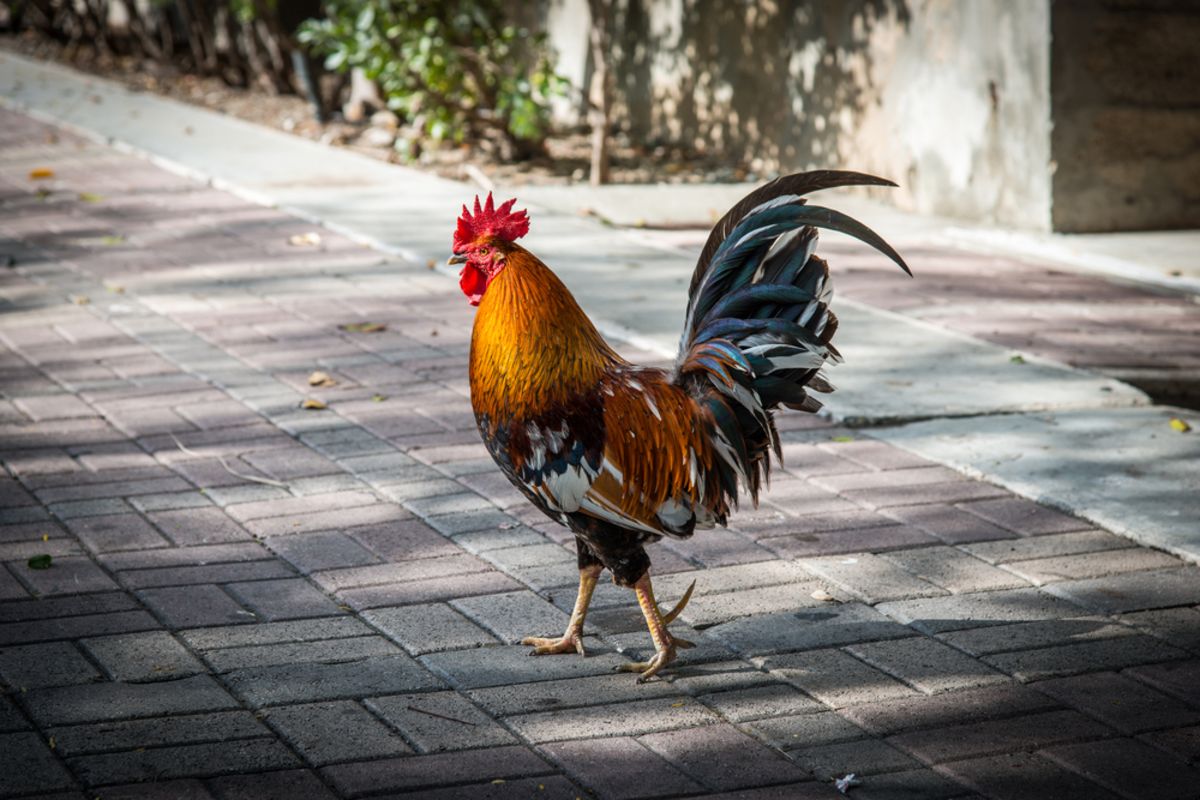 funky-rooster-key-west