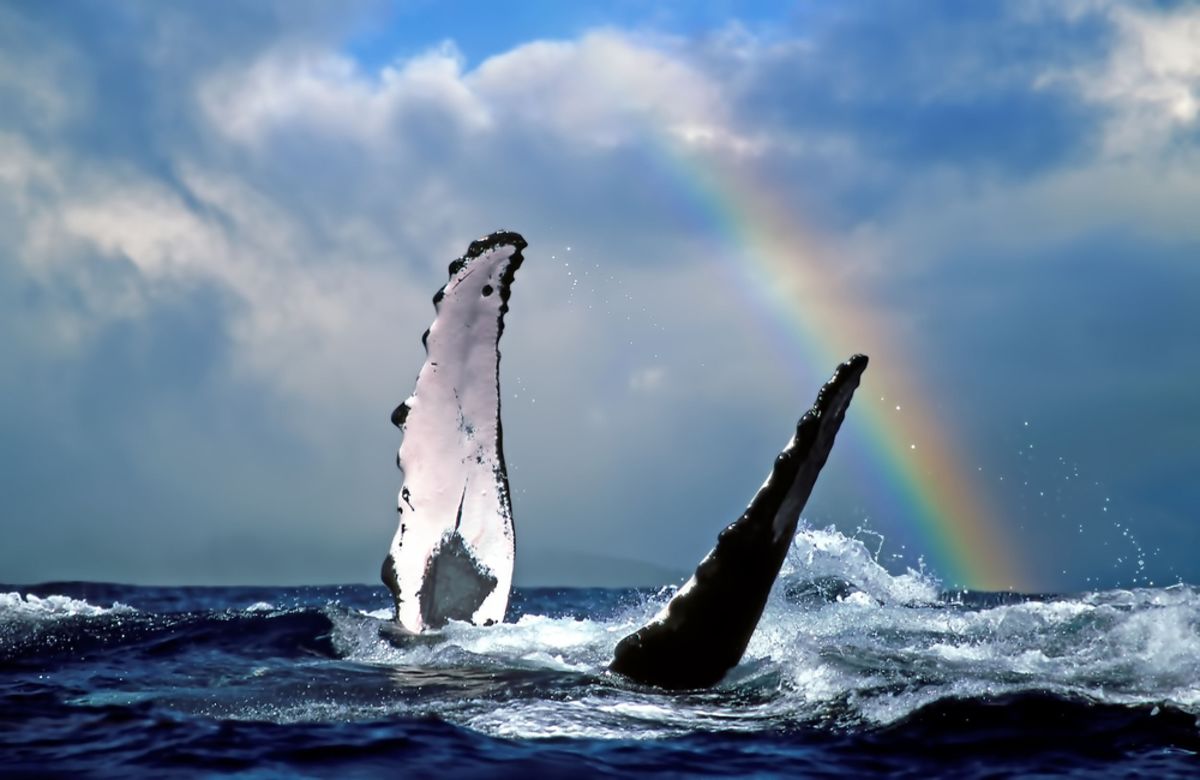 humpback-whale-oahu-waikiki