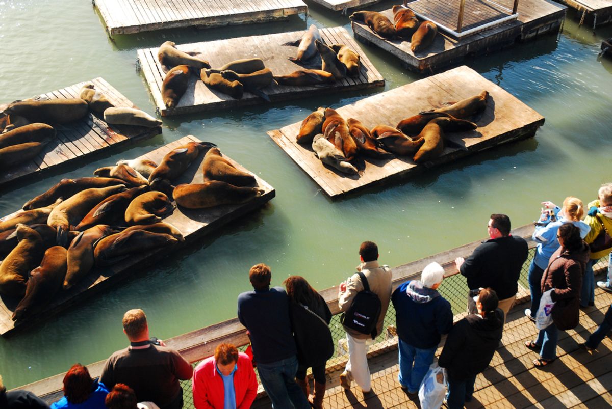 sea-lions-pier-39-sf-fishermans