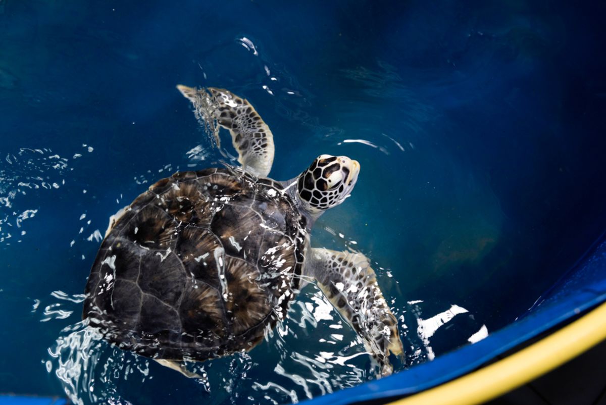 sea-turtle-key-west-hospital