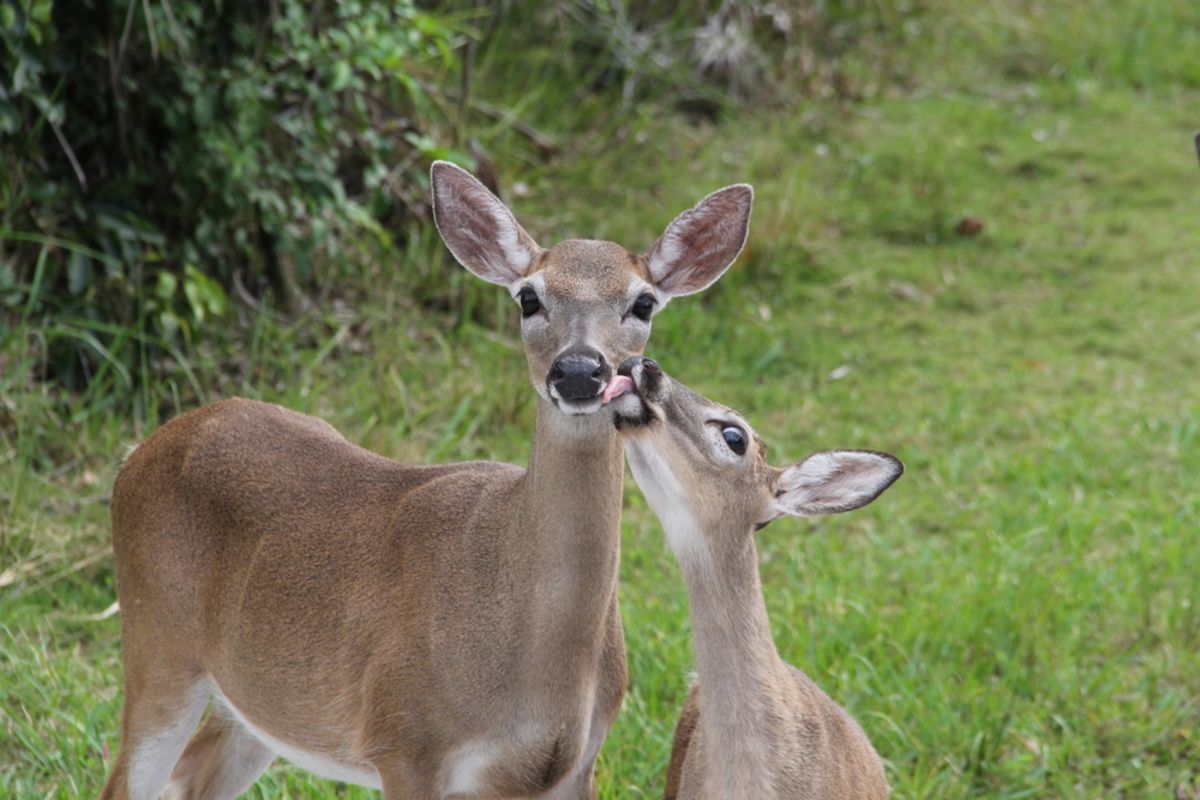 key-deer-fl