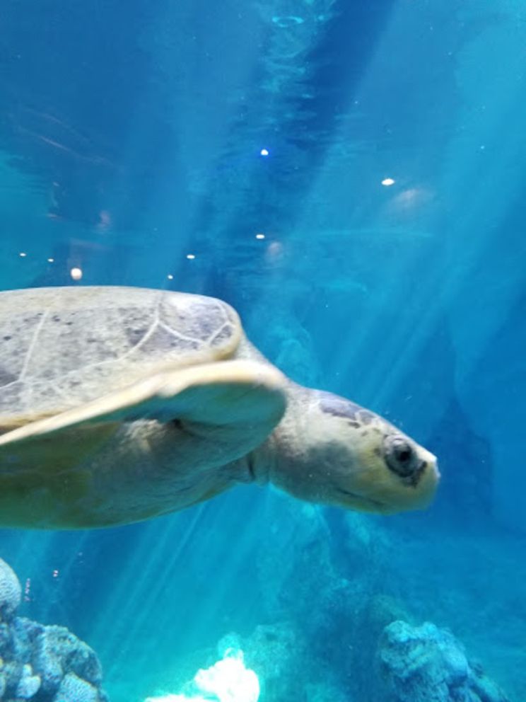 Clearwater Marine Aquarium