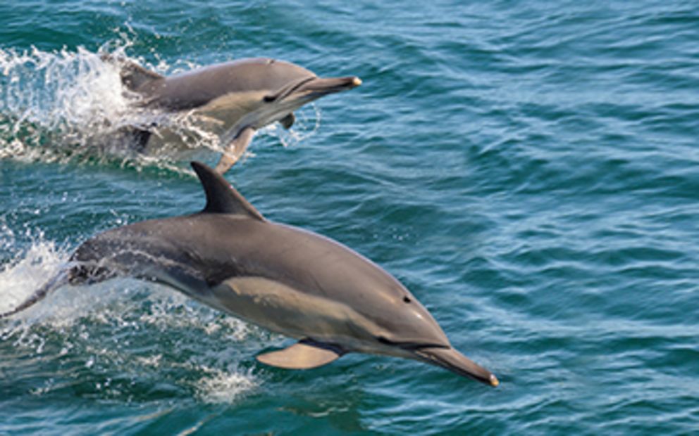 marine life cruises