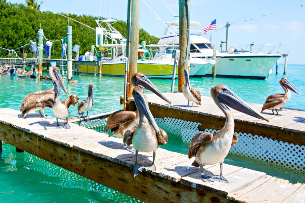 Eat Up at the Florida Keys Seafood Festival | Gates Key West