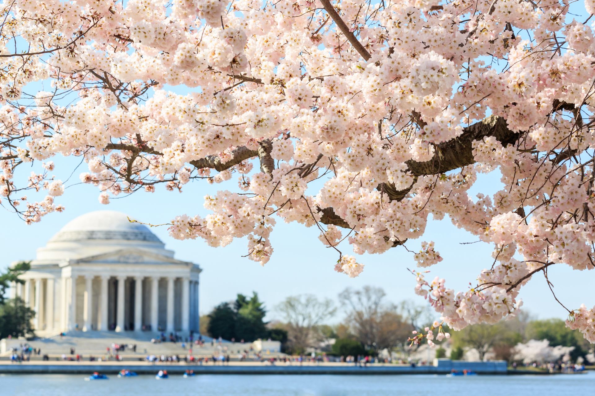 National Cherry Blossom Festival