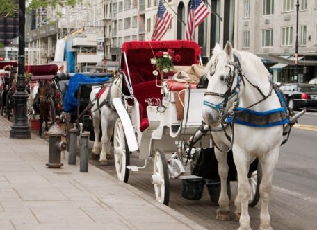 Canter Through Central Park