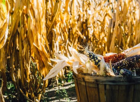 The Amazing Maize Maze