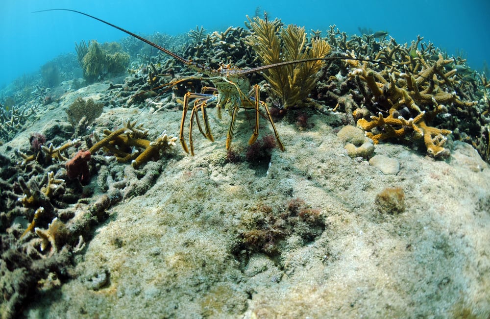 Florida fishing: Red snapper season ends as lobster mini-season begins