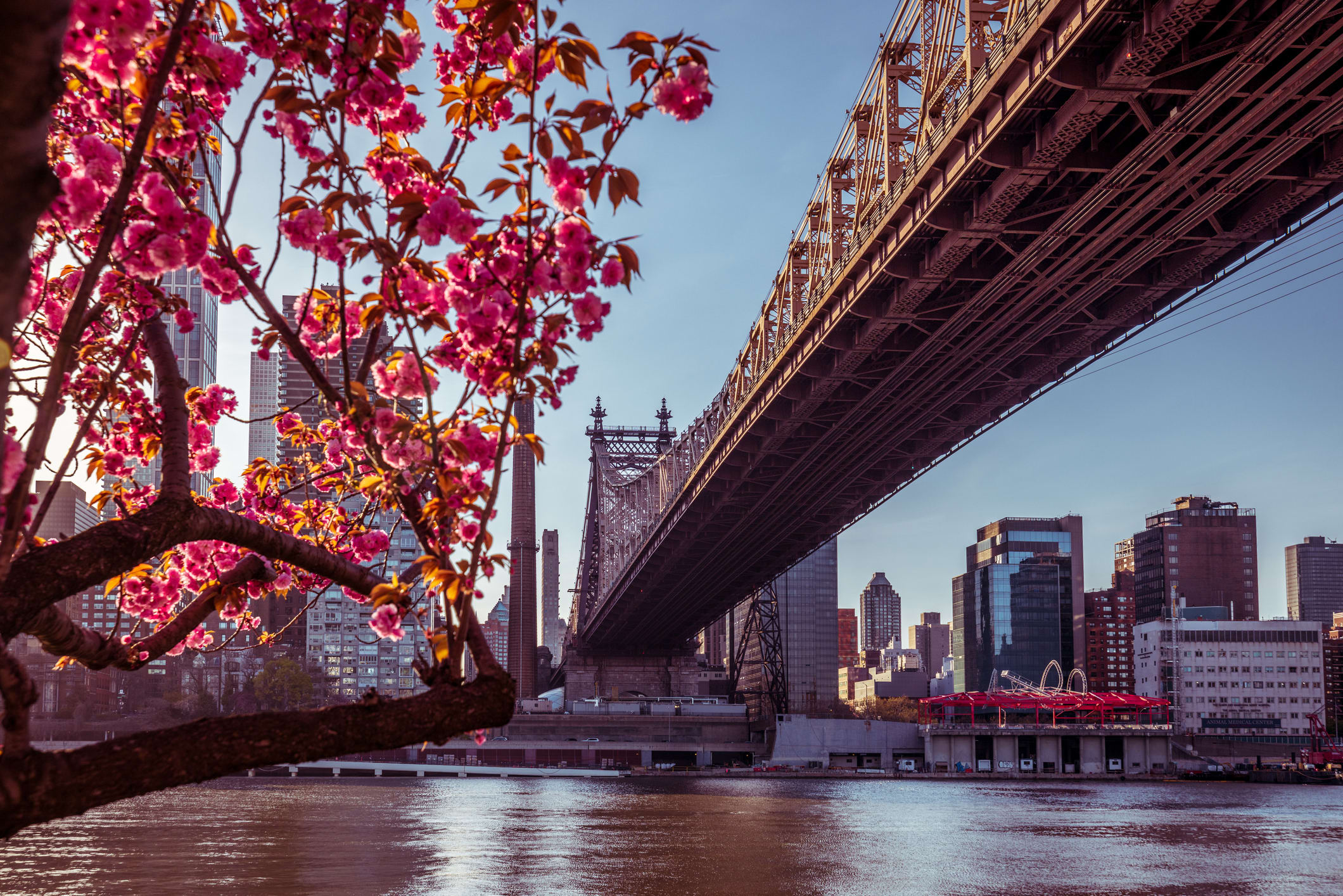 Cherry Blossom Tree under Brooklyn Bridge in New York City, River and New York Skyline in the background