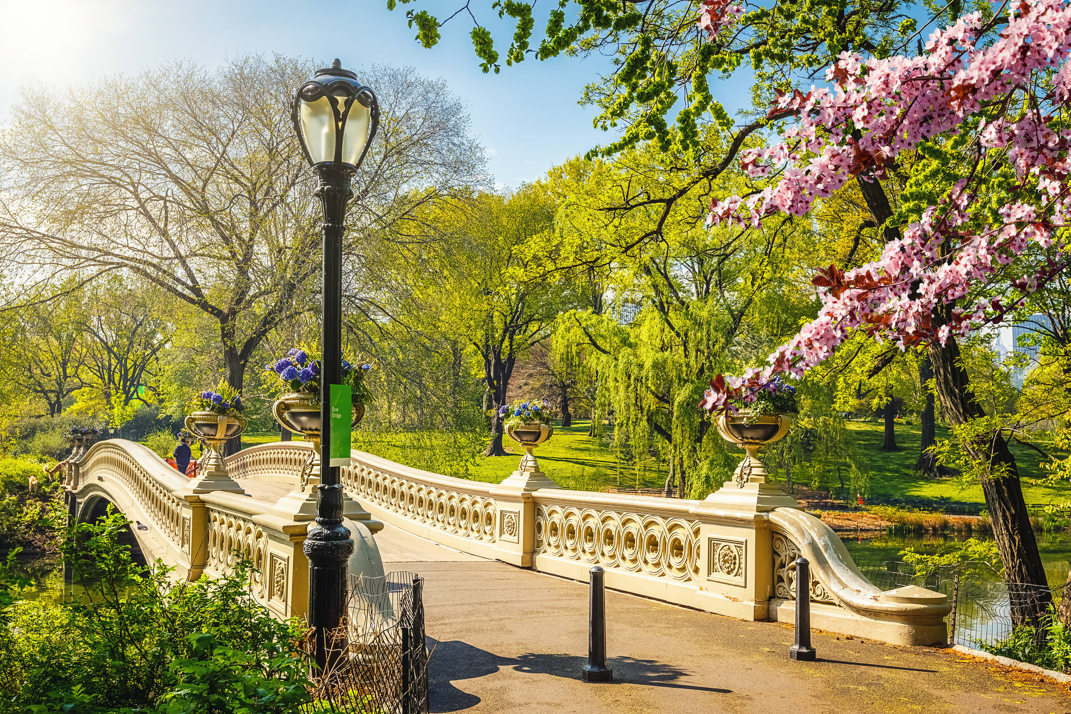 Bridge in Central Park over a river. Greenery in the background with a large cherry blossom tree in front. There are blue skies and the sun is shining. 