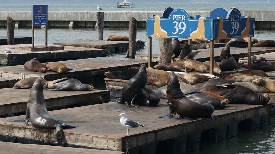 Sea Lions at Pier 39