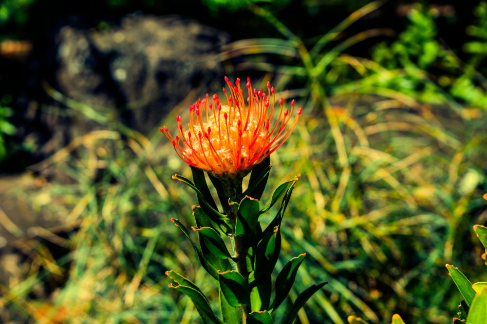 An Oasis In The Middle Of Honolulu Foster Botanical Garden