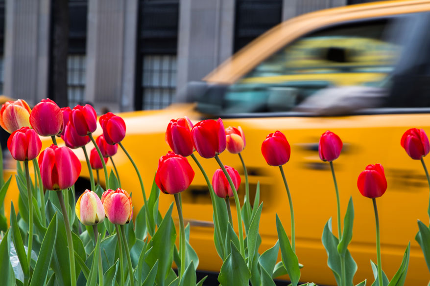 What to Do in New York in Spring