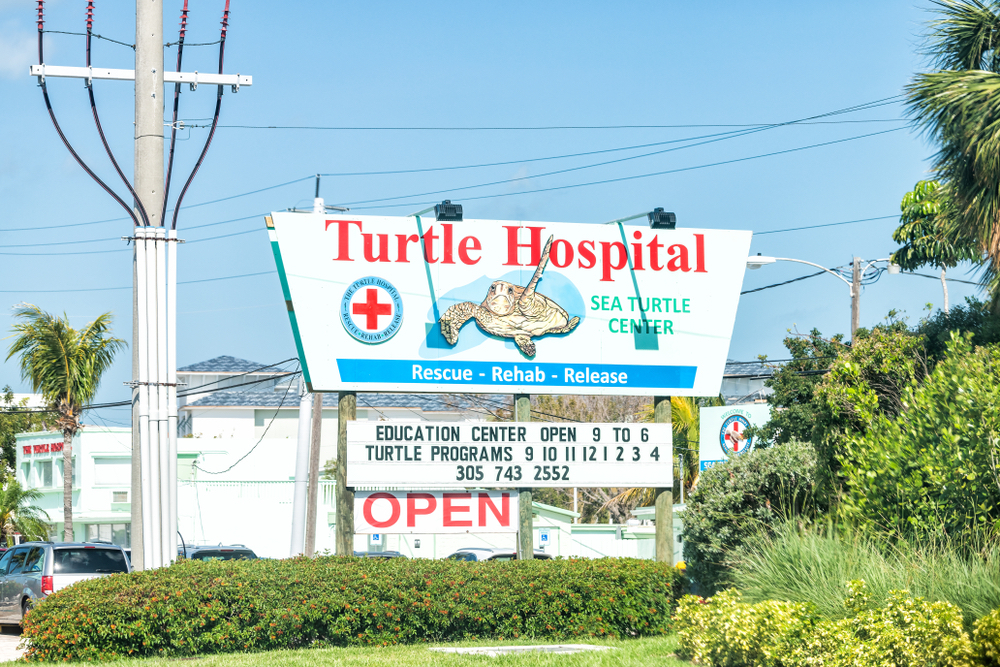 A Trip to the Turtle Hospital in the FL Keys Will Give You All the Feels