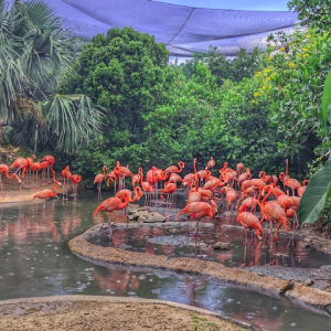 Bermuda Aquarium, Museum & Zoo