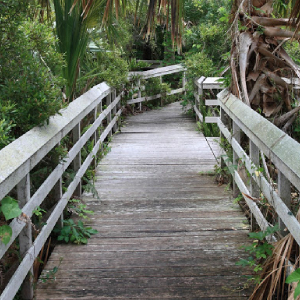 Paget’s Marsh and Boardwalk