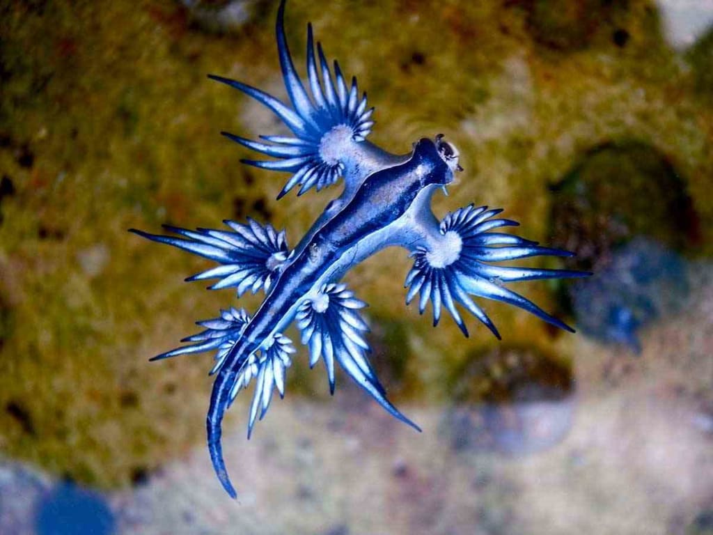 The Glaucus Atlanticus atau naga biru - Ga nyangka, 13 Hewan teraneh di dunia ini emang beneran ada