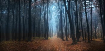 black forest - Dibalik Keindahan Hutan-hutan ini, Ternyata Memiliki Kisah Menyeramkan