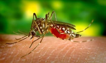 nyamuk culex - Apa Itu Japanese Encephalitis(JE)?, bagaimana akibat dan cara mencegahnya