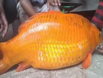 Detik detik Badai Dahsyat di Danau Toba Sehari setelah Ikan Mas Raksasa 14 Kg Dibunuh - Mengejutkan - Badai dahsyat Danau Toba Terjadi Setelah Ikan Mas Raksasa Dibunuh