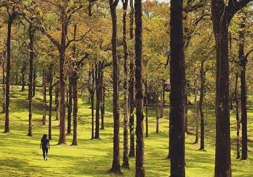 Kebun Raya Bedugul - 25 Tempat Wisata Murah Di Bali