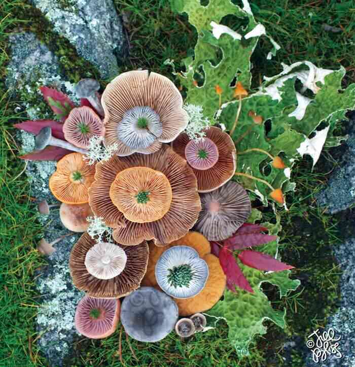 mushrooms nature medley jill bliss 12 - Wow...Indahnya Jamur Liar Ini Bikin Takjub Bagi Yang Melihatnya