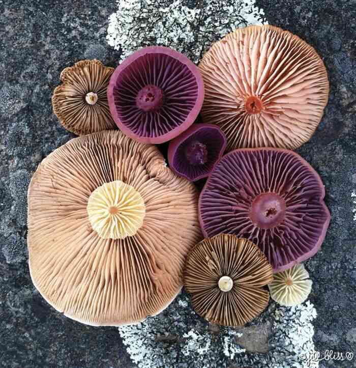 mushrooms nature medley jill bliss 13 - Wow...Indahnya Jamur Liar Ini Bikin Takjub Bagi Yang Melihatnya