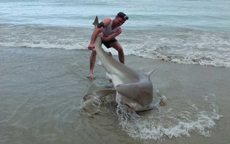 Luar Biasa! Pria ini Menangkap Ikan Hiu dengan Tangan Kosong