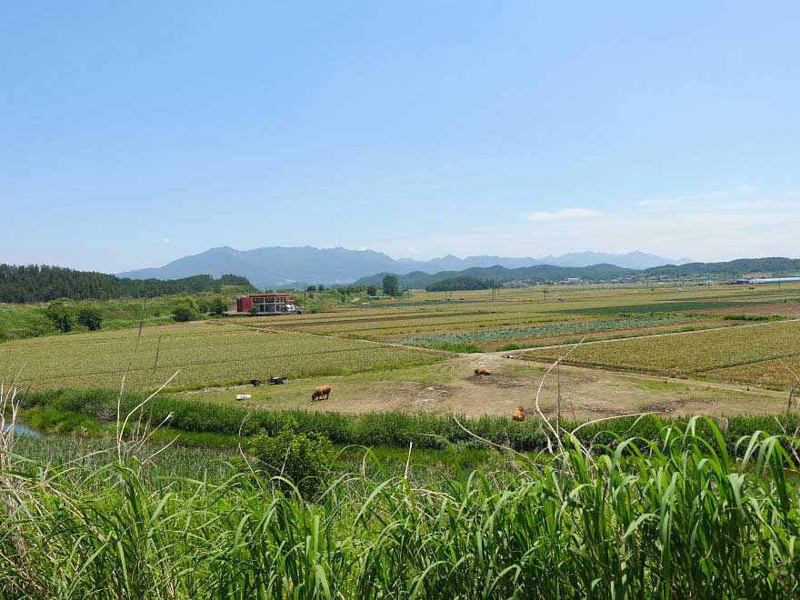 Daerah Pedesaan di Korea Selatan - Beda banget, Begini perbandingan kehidupan antara Korsel dan Korut