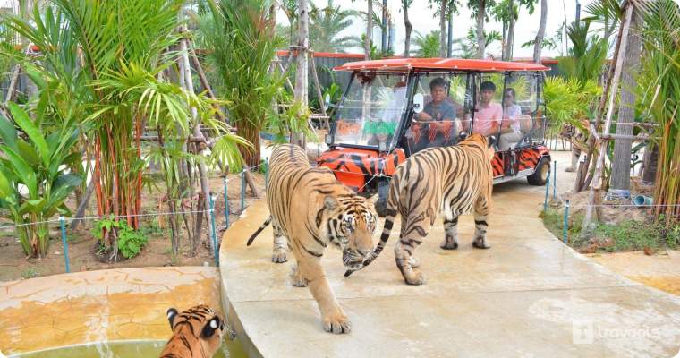 Tiger safari
