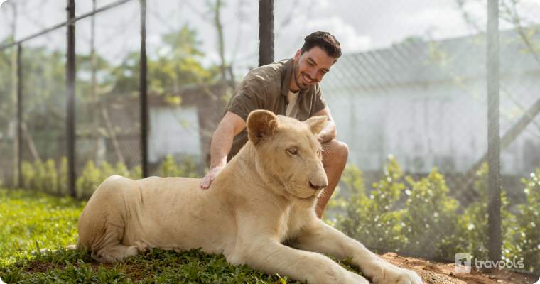 lion land phuket tiger