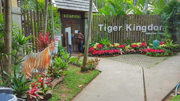 chiang mai tiger kingdom