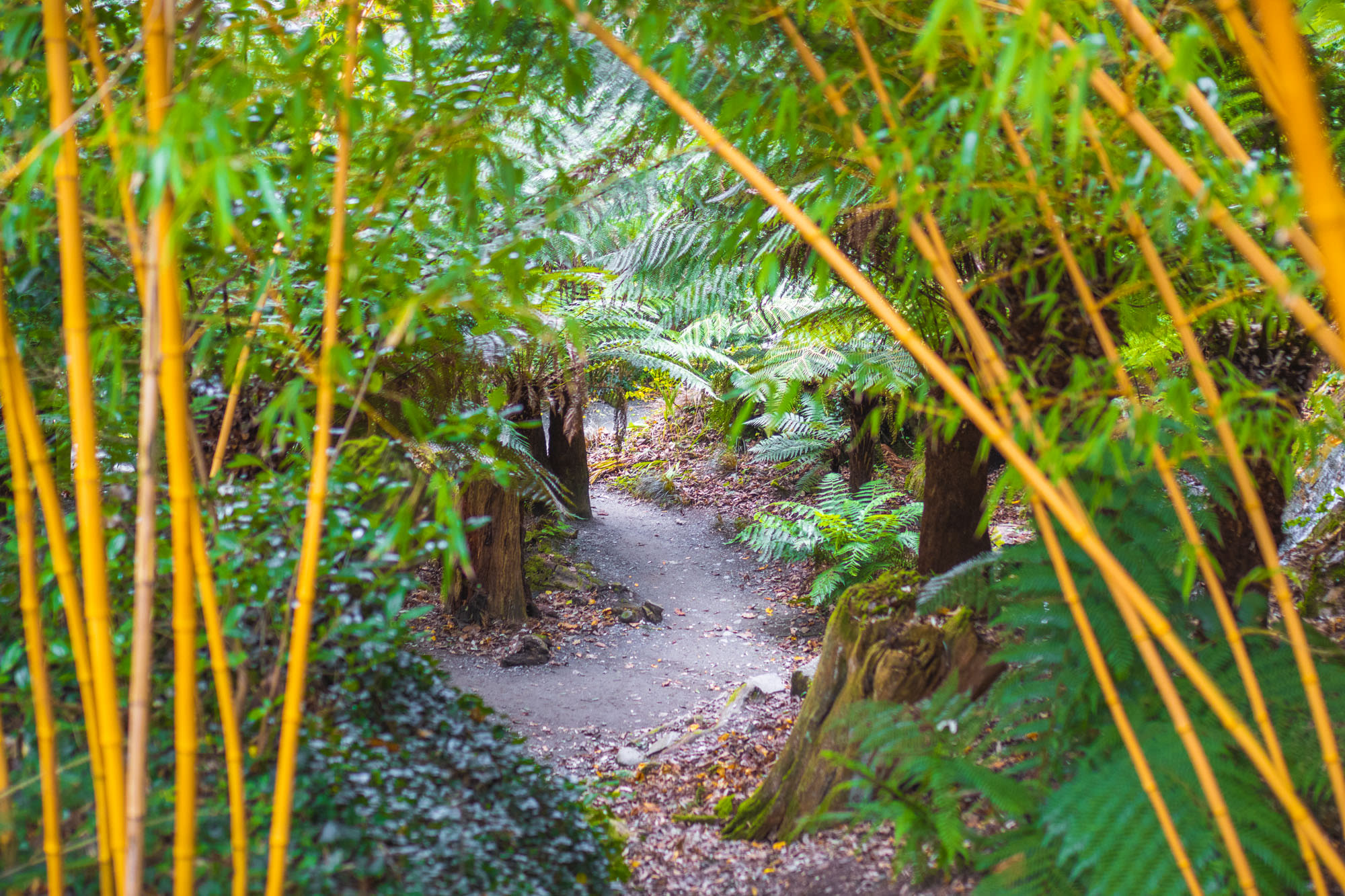 New Bamboo  Trebah Garden Cornwall