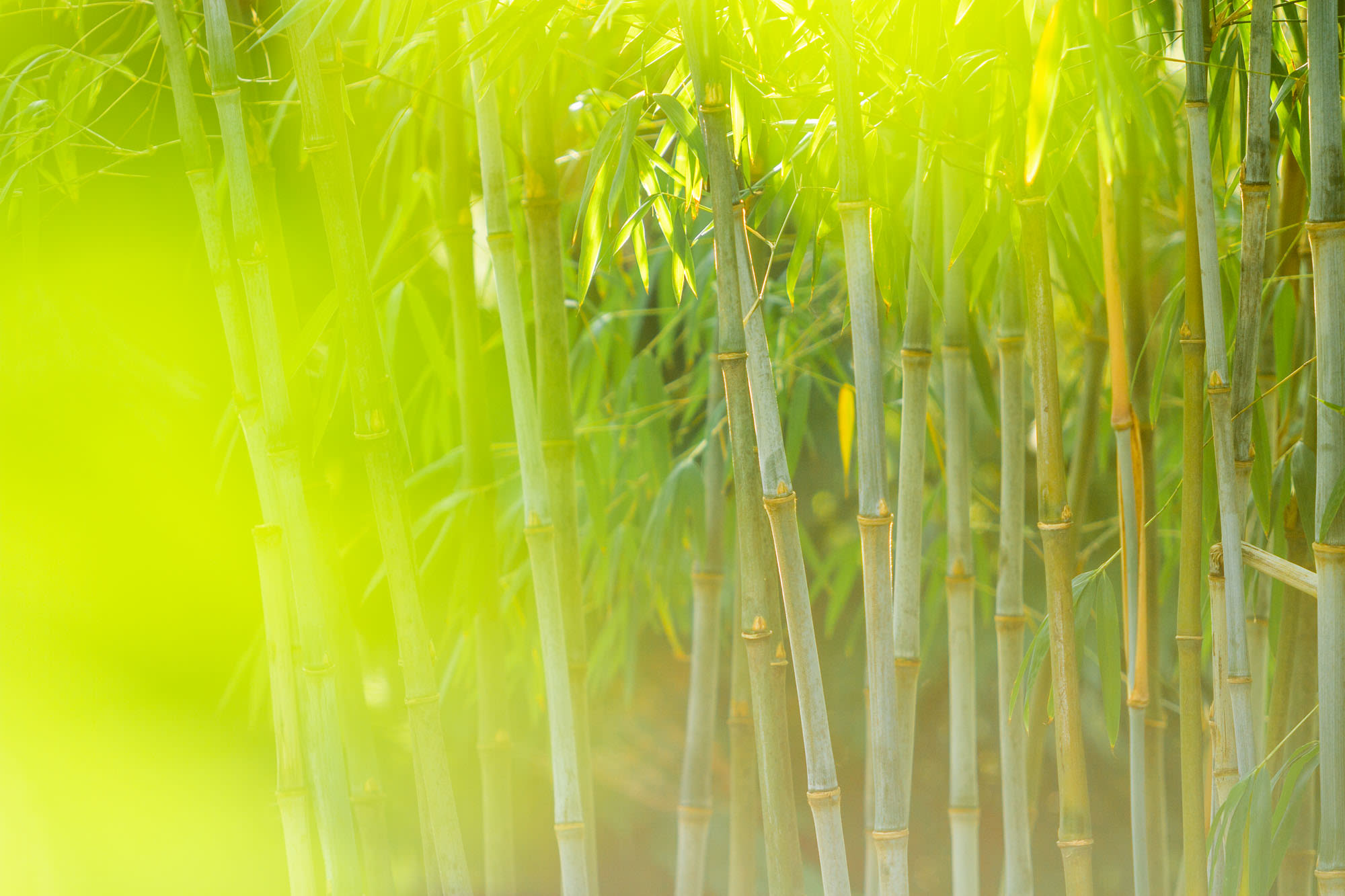 Fargesia papyrifera bamboo